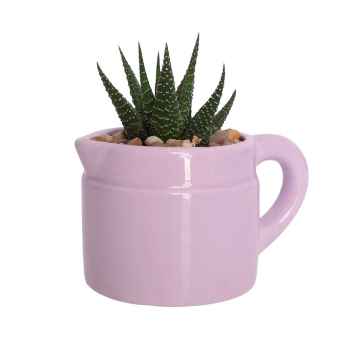 Potted Succulent – Ceramic Jug (Purple, Pink & Green) - D7cm