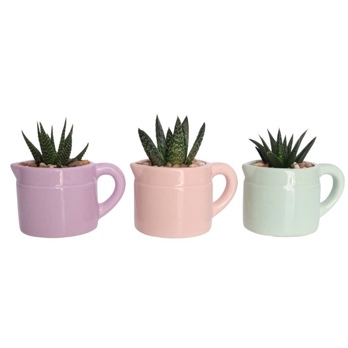 Potted Succulent – Ceramic Jug (Purple, Pink & Green) - D7cm