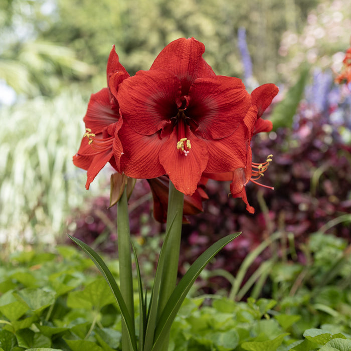 Amaryllis Symphony Single - Miracle™- Dark Red - 1 bulb p-pack