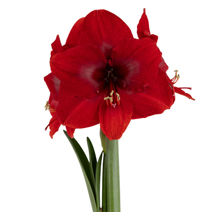 Amaryllis Symphony Single - Miracle®- Dark Red - 1 bulb p-pack