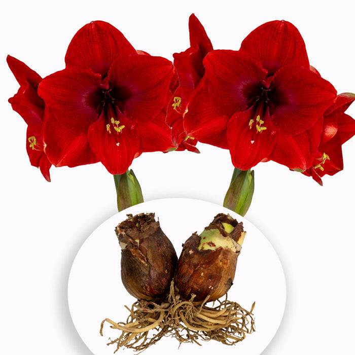 Double-nose Amaryllis - 1 Double-nose Bulb - 3 Variety Options