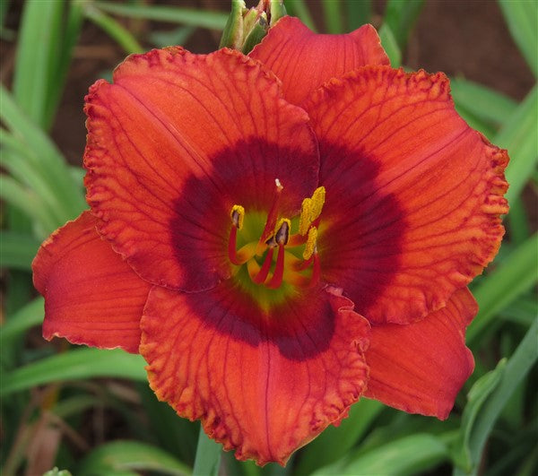 Hemerocallis (daylily) - Mister Lucky- 1 plant p-pack