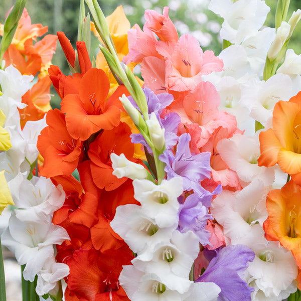 Gladioli - Mixed - 50 bulbs p-pack