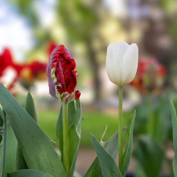 Cold-Treated Tulips - Classic Red & White Mix- 12 bulbs p-pack
