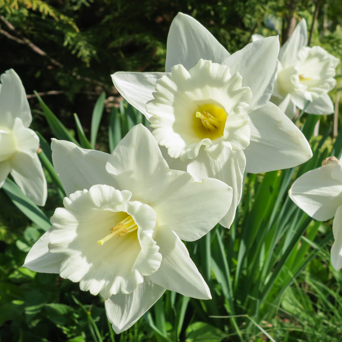 Narcissus (daffodil) - Mount Hood - 5 bulbs p-pack