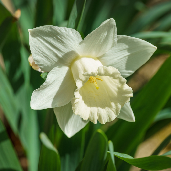 Narcissus (daffodil) - Mount Hood - 5 bulbs p-pack