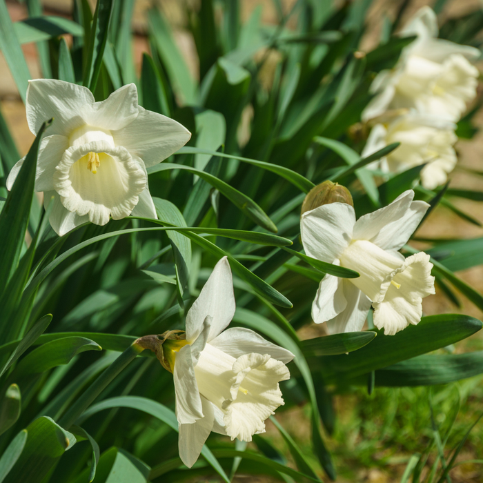 Narcissus (daffodil) - Mount Hood - 5 bulbs p-pack