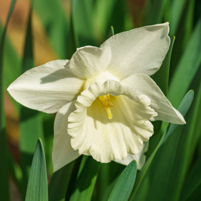Narcissus (daffodil) - Mount Hood - 5 bulbs p-pack