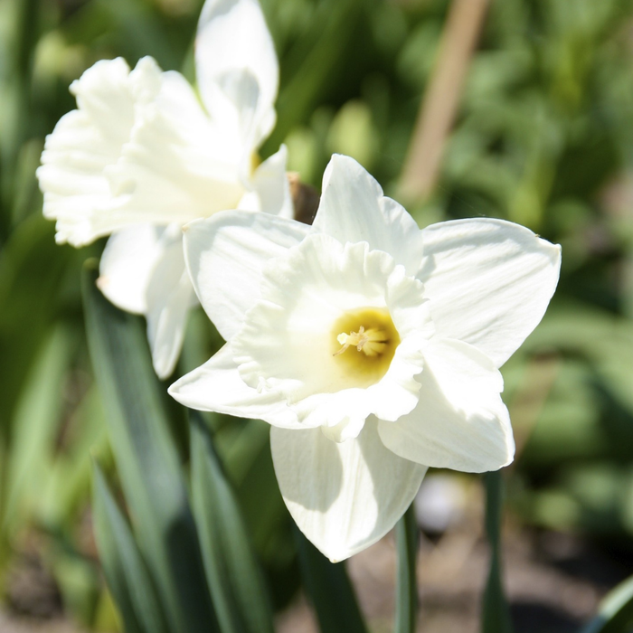 Narcissus (daffodil) - Mount Hood - 5 bulbs p-pack