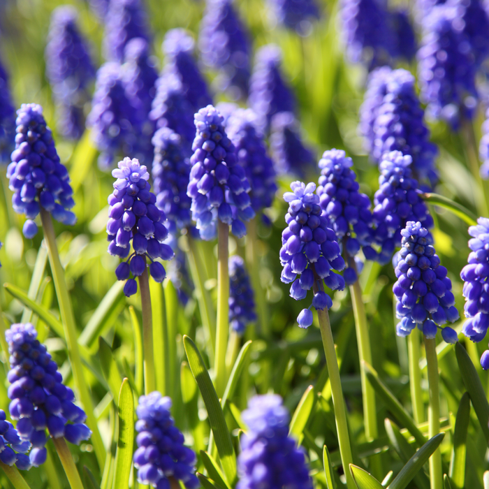 Muscari - Heavenly Blue - 35 bulbs p-pack