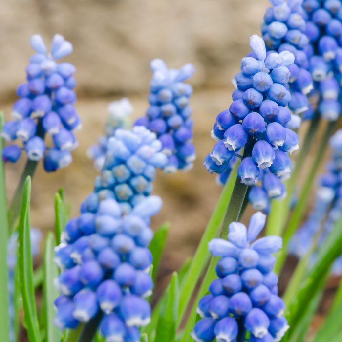 Muscari - Heavenly Blue - 35 bulbs p-pack