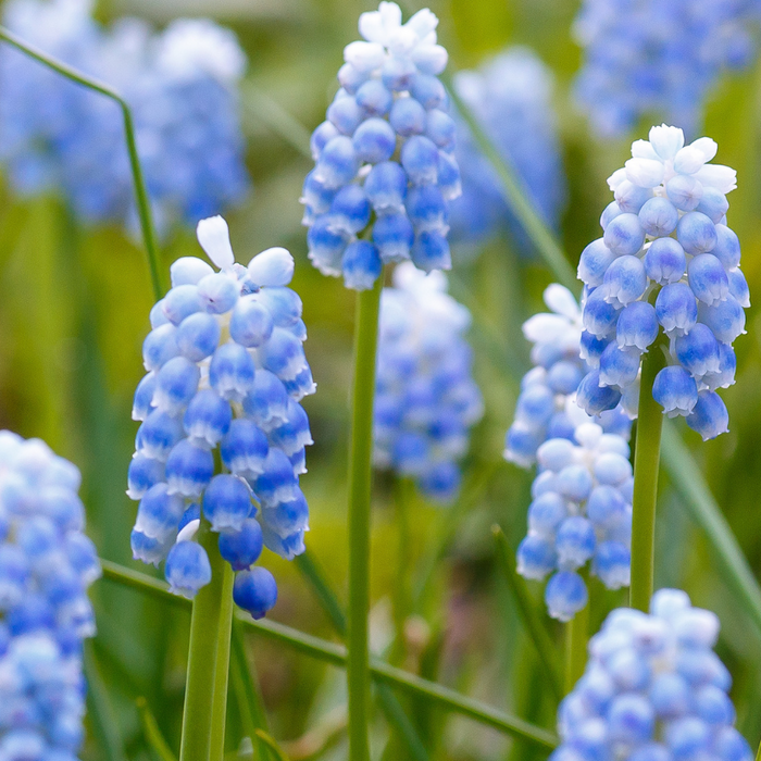 Muscari - Blue Pearl - 20 bulbs p-pack