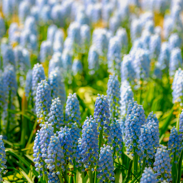 Muscari - Blue Pearl - 20 bulbs p-pack