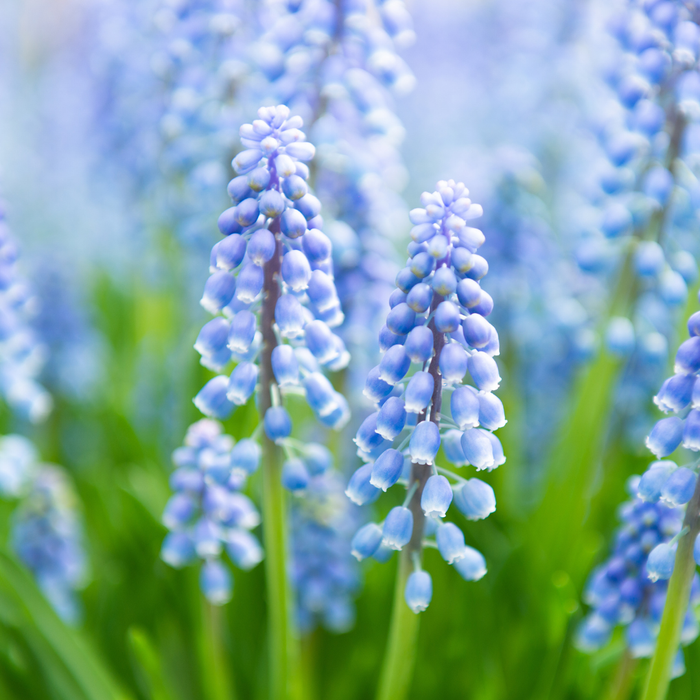 Muscari - Blue Pearl - 20 bulbs p-pack