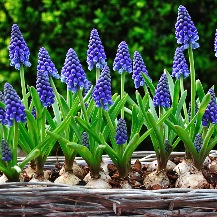 Muscari - Heavenly Blue - 35 bulbs p-pack