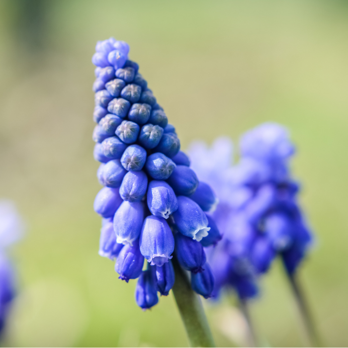 Muscari - Heavenly Blue - 35 bulbs p-pack