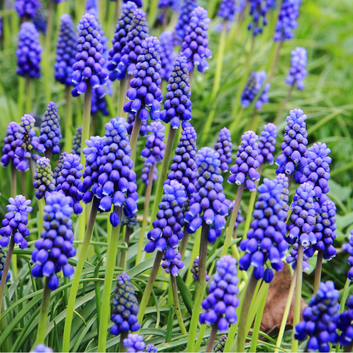Muscari - Heavenly Blue - 35 bulbs p-pack