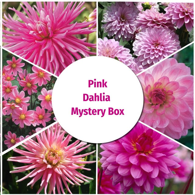 Locally Grown Dahlia Mystery Box - Pink