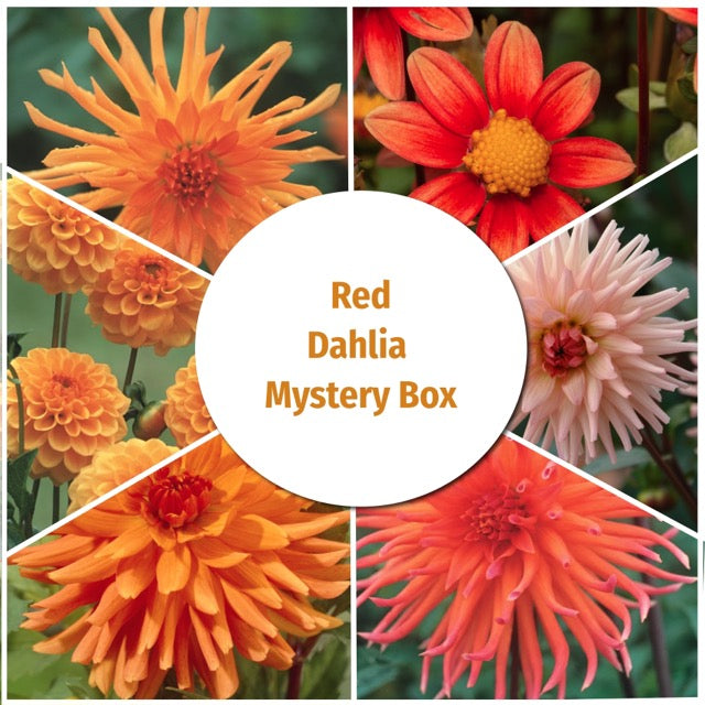 Locally Grown Dahlia Mystery Box - Orange