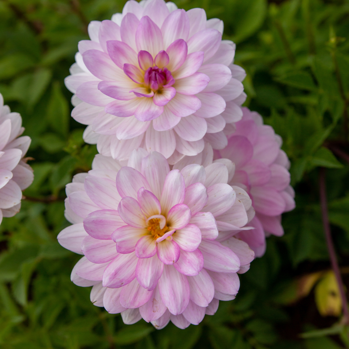 Dahlia Decorative - Nepos - 1 bulb p-pack