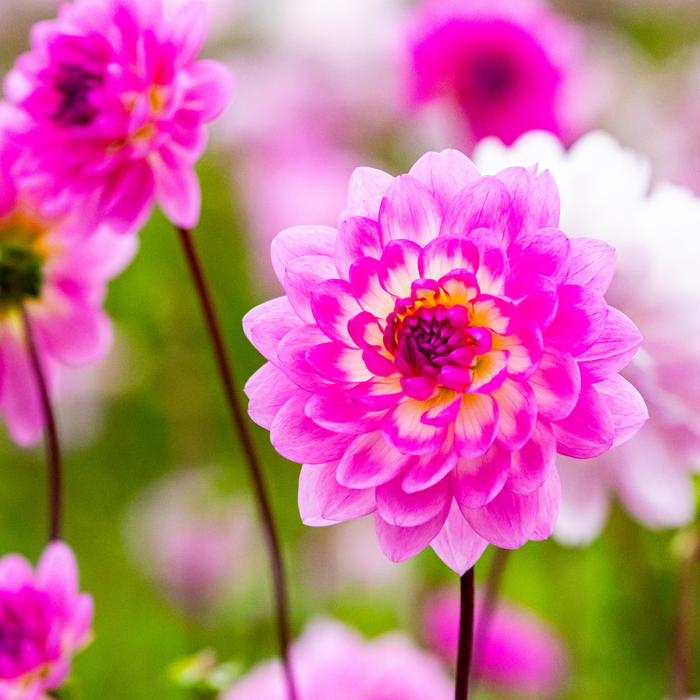 Dahlia Decorative - Nepos - 1 bulb p-pack