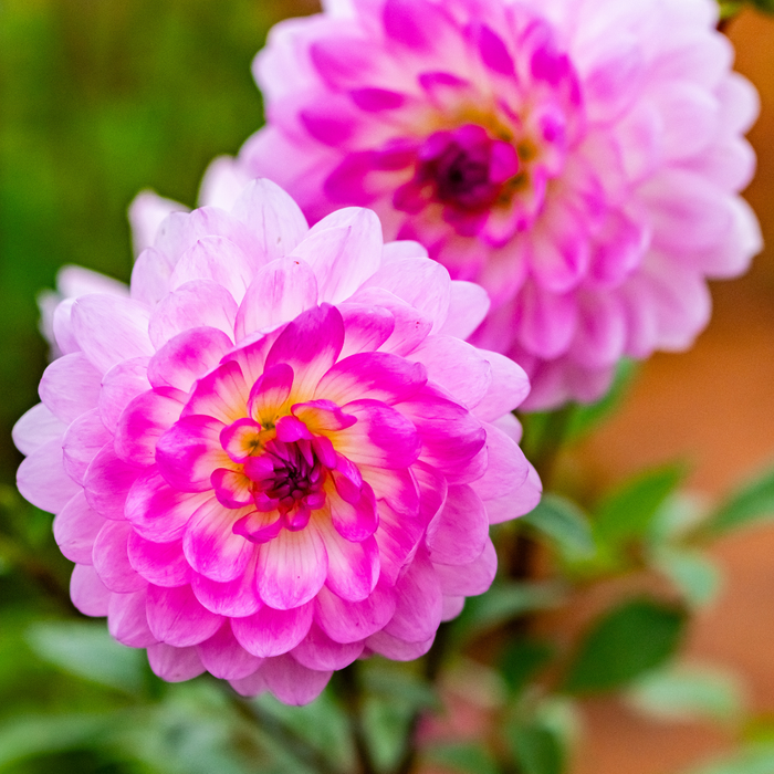 Dahlia Decorative - Nepos - 1 bulb p-pack