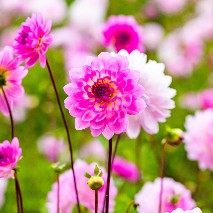 Dahlia Decorative - Nepos - 1 bulb p-pack