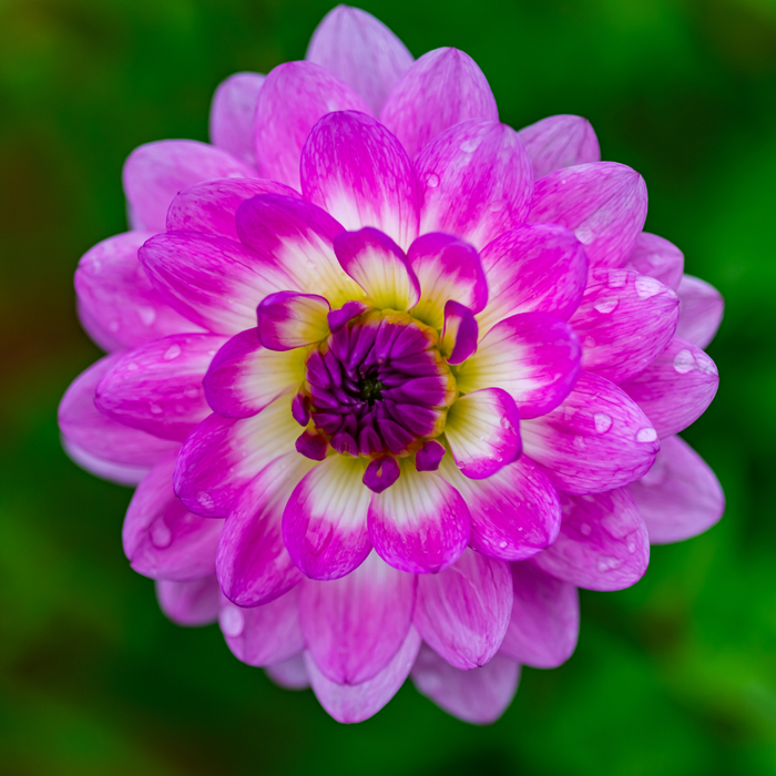 Dahlia Decorative - Nepos - 1 bulb p-pack