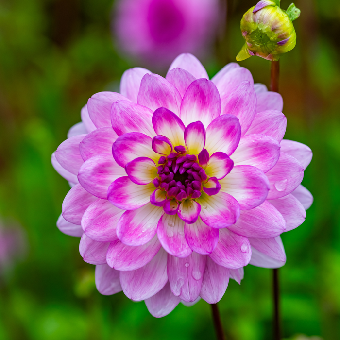 Dahlia Decorative - Nepos - 1 bulb p-pack