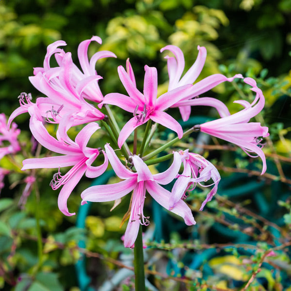 Nerine bowdenii - Pink - 5 bulbs p-pack