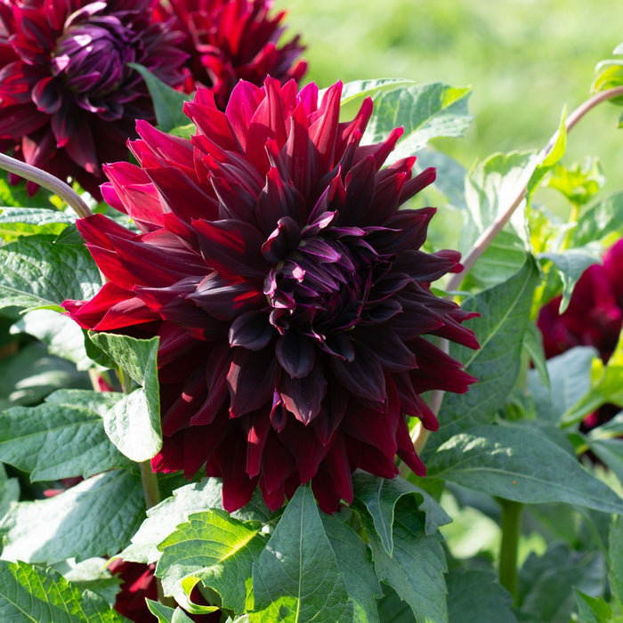 Dahlia Semi-Cactus - Rip City - 1 bulb p-pack