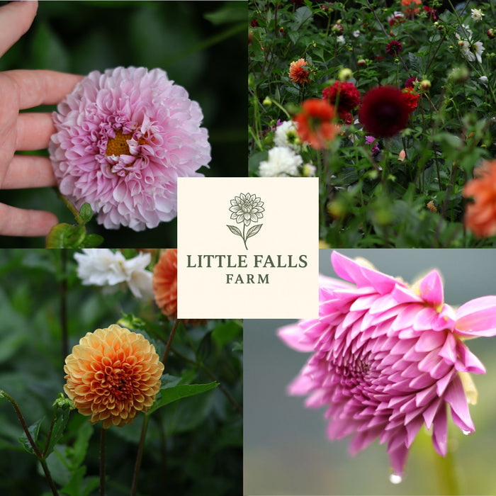 Dividing Dahlias — Little Falls Farm Open Day by Hadeco