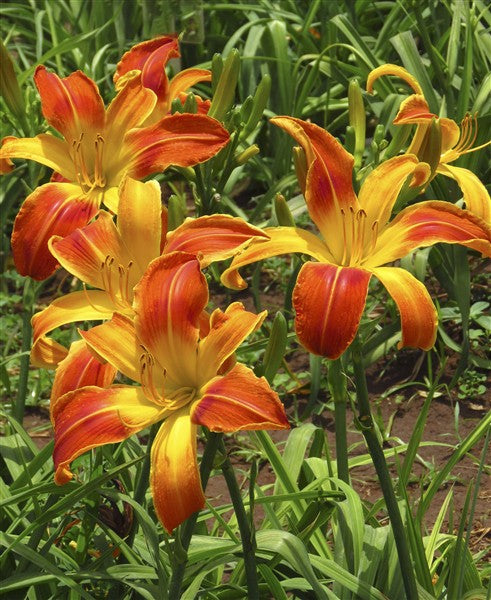 Hemerocallis (daylily) - Octopus Hugs (20.5cm bloom) - 2 plants p-pack