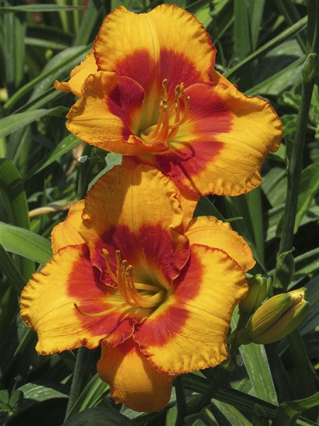 Hemerocallis (daylily) - Orange Electric - 2 plants p-pack