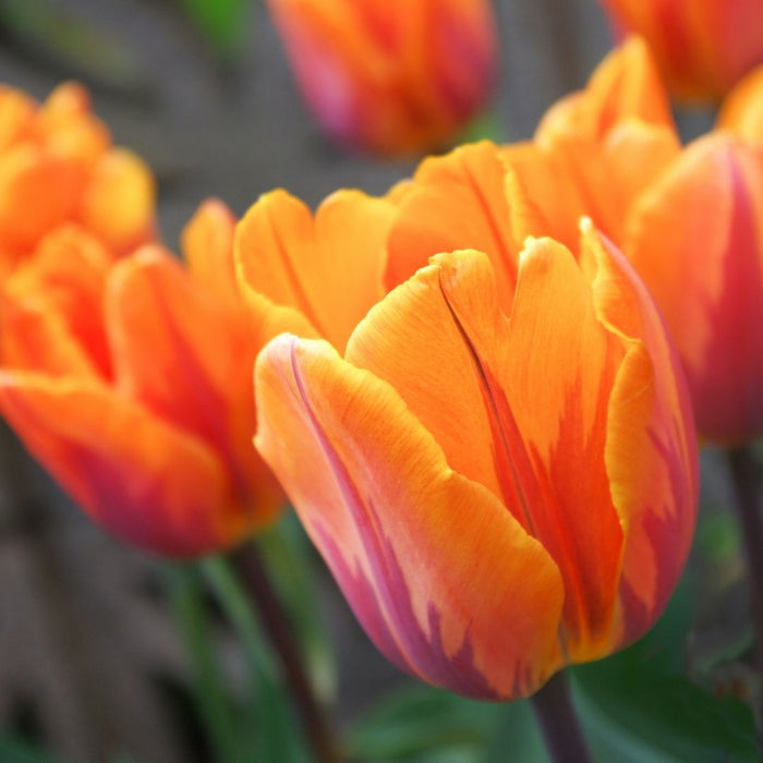 Cold-Treated Tulips - Orange Princess - Peony Tulip  - 10 bulbs p-pack