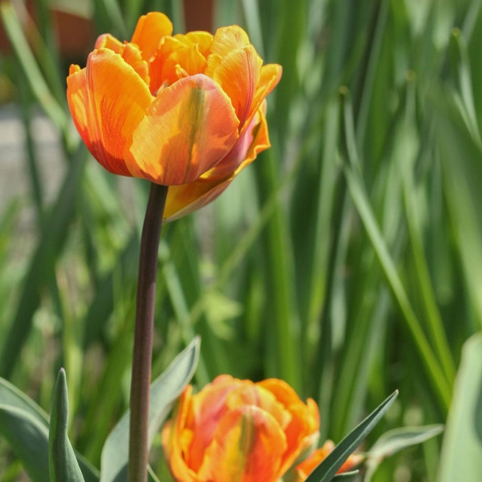 Cold-Treated Tulips - Orange Princess - Peony Tulip  - 10 bulbs p-pack