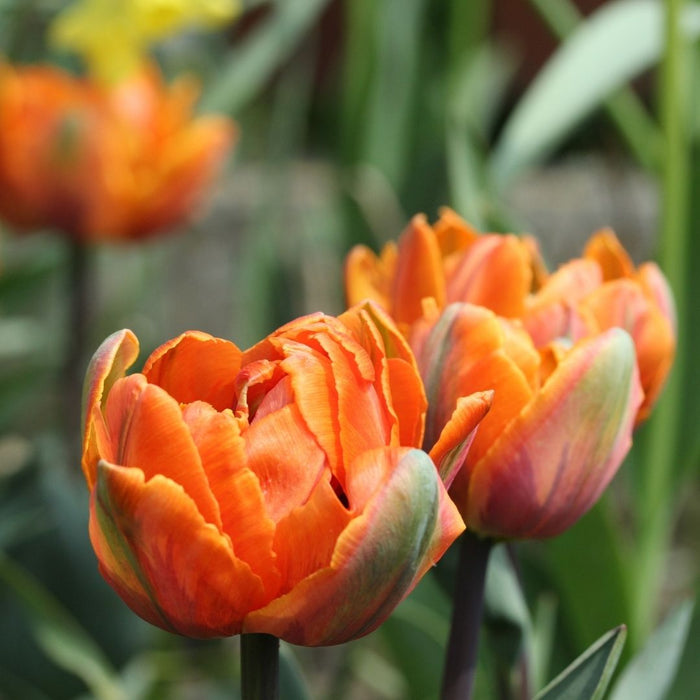 Cold-Treated Tulips - Orange Princess - Peony Tulip  - 10 bulbs p-pack