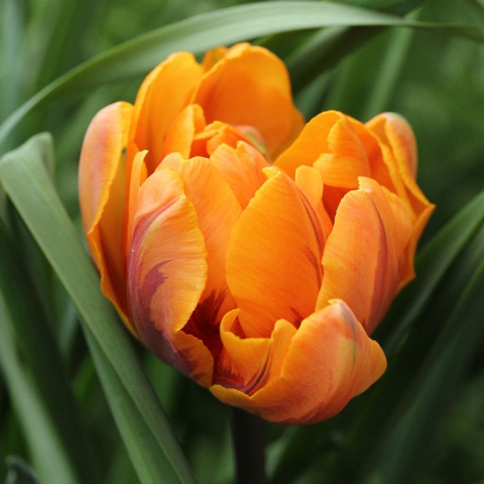 Cold-Treated Tulips - Orange Princess - Peony Tulip  - 10 bulbs p-pack