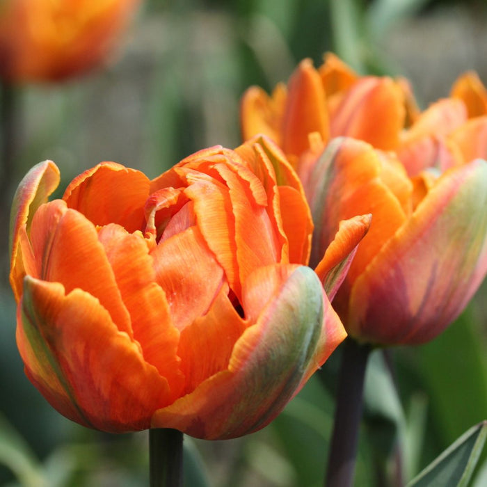 Cold-Treated Tulips - Orange Princess - Peony Tulip  - 10 bulbs p-pack