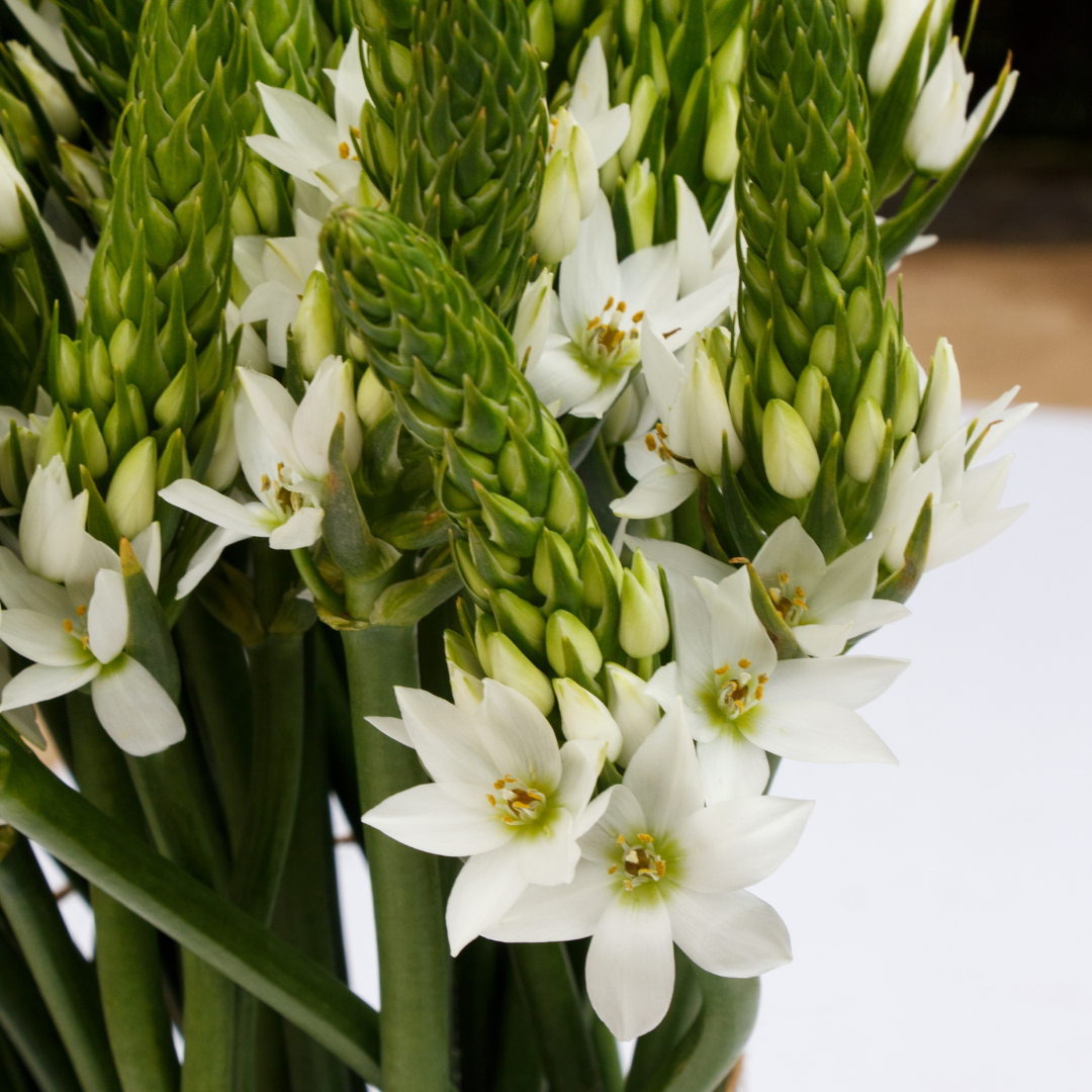 Ornithogalum (chincherinchee) White (Regular) - 50 bulbs p-pack ...