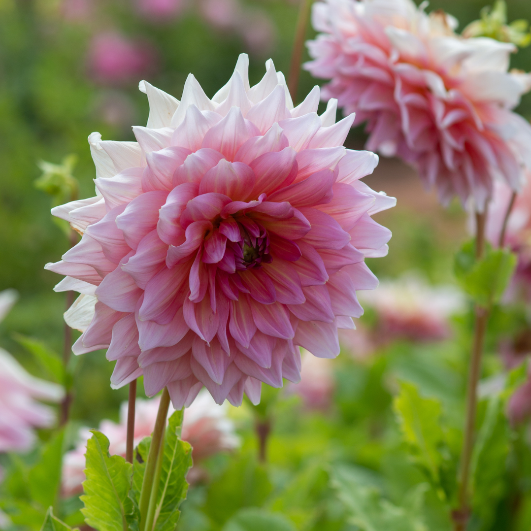 Dahlia Dinner Plate - Otto's Thrill - 1 bulb p-pack — Hadeco.co.za