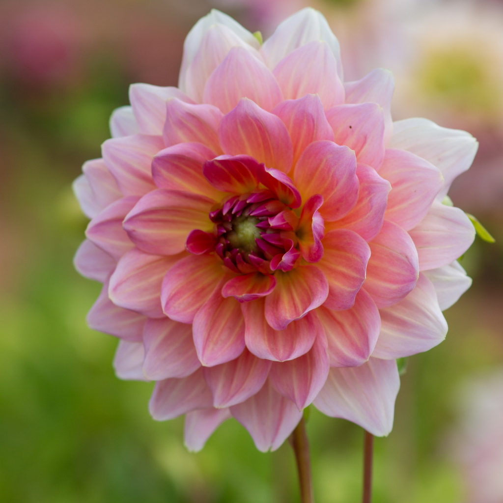 Dahlia Dinner Plate - Otto's Thrill - 1 bulb p-pack — Hadeco.co.za