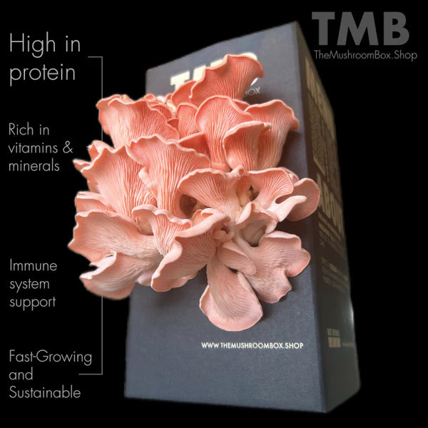 Summer grower - Pink Oyster Mushroom Box