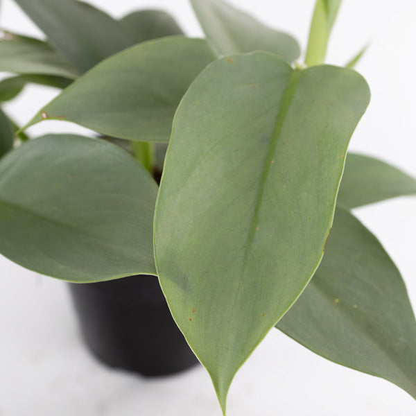 Philodendron 'Silver wings'