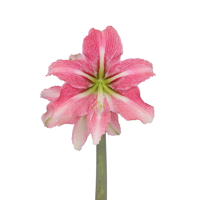 Hippeastrum (amaryllis) Symphony Single - Phoenix - Red/Pink - 1 bulb p-pack