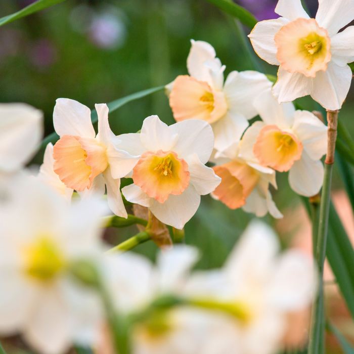 Narcissus (daffodil) - Pink Select - 5 bulbs p-pack
