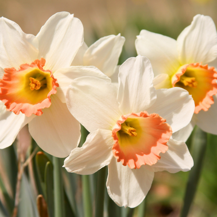 Narcissus (daffodil) - Pink Select - 5 bulbs p-pack