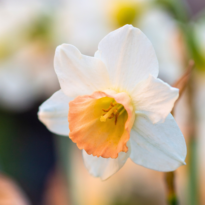 Narcissus (daffodil) - Pink Select - 5 bulbs p-pack