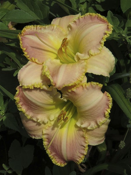 Hemerocallis (daylily) - Poetic Rose - 1 plant p-pack