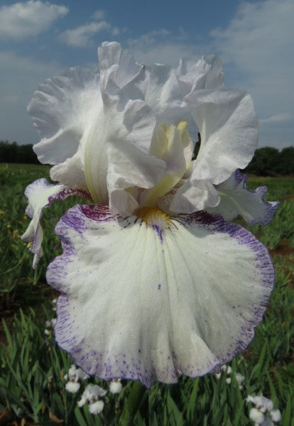 Bearded Iris - Point in Time - 2 plants p-pack